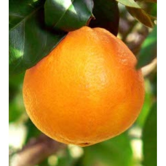 فروش نهال درخت پرتقال تامسون