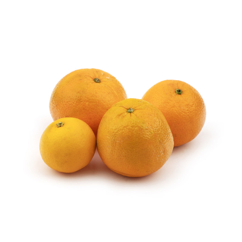 خرید اینترنتی پرتقال تامسون شیرین و خوش مزه از فروشگاه های بامیکا