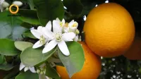 معرفی کامل انواع پرتقال ( + توضیحات تخصصی) | پارس مرکبات